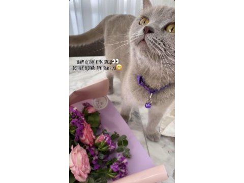 British shorthair kedimiz 2 yaşında