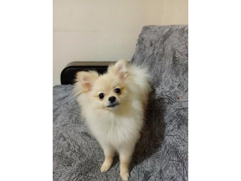 Aşıları tam cip yada kimliği yok oynamayı seven pomeranian