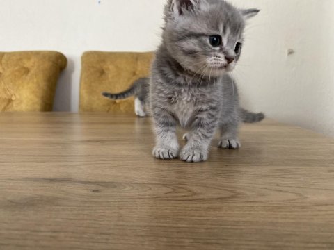 British shorthair minnoşlar sahibini bekliyor