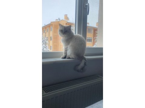 Maviş kızım 9 aylık british longhair