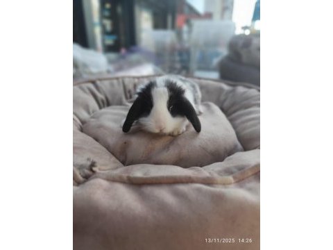 Yavru hollanda lop tavşanlar