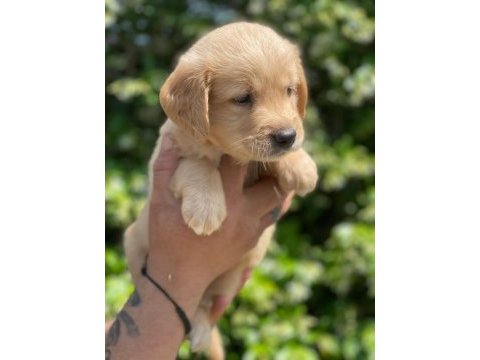Aile köpeği golden retreiwer