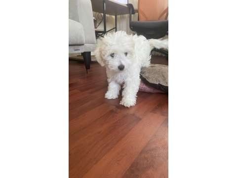 Maltipoo 4 aylık eğitimli