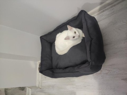 Van dan özel getirdik van kedisi