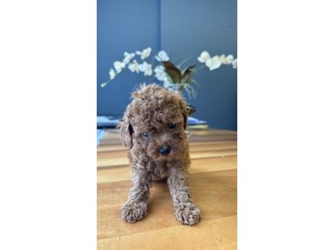Kore kan poodle bebekler