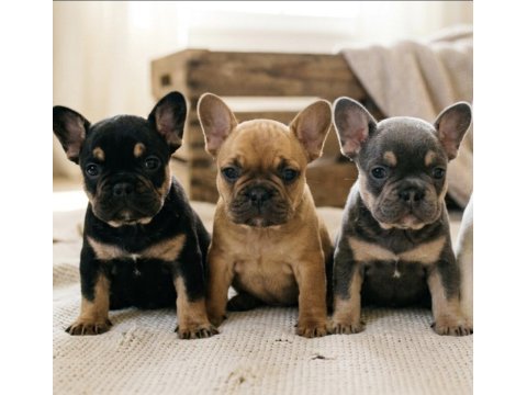 Exotic french bulldog bebekler