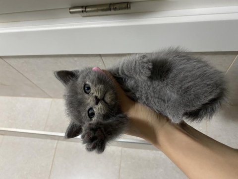 Erkek dişi british shorthair bebeklerim