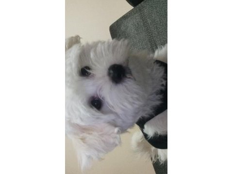 Evin neşesi köpeğimiz