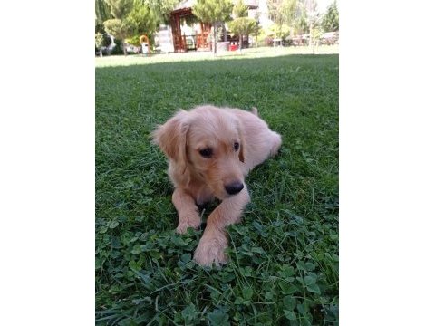 4 aylık aşıları tam eğitimli golden retriever