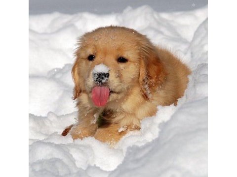 Oyunsever golden retriever yavrular