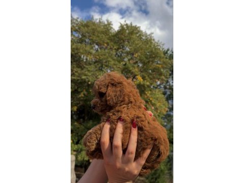Redbrown teacup poodle yavrumuz ırkının en miniği