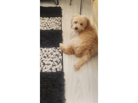 5 aylık maltipoo erkek