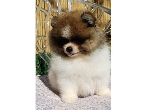 Mini teddy face pomeranian dişi yavrularımız