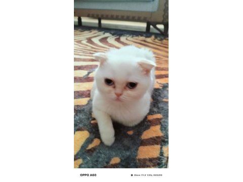 Yavru scottish fold acil
