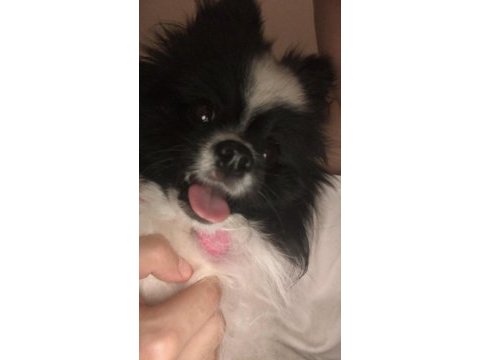 13 aylık dişi pomeranian boo