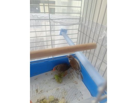 Kendi imalatım erkek ispinoz