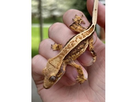 Super kalite crested geckolarımız