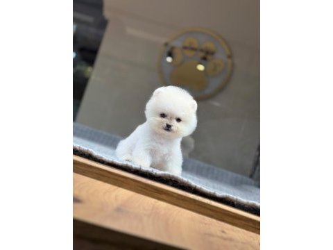 Pomeranian bebek