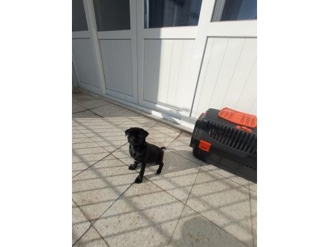 Dışı pug mops yavrusu