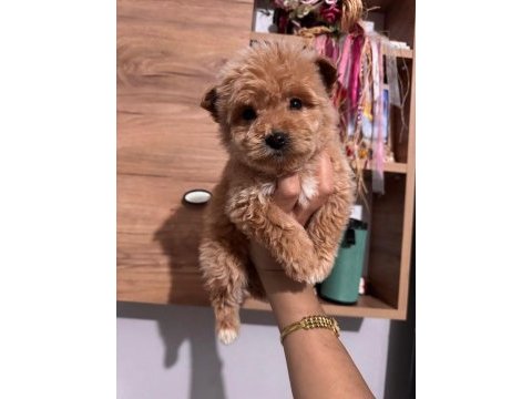 Maltipoo köpeği yavrularımız