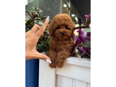Tüy dökmeyen basık suratlı kore yavru köpeğim