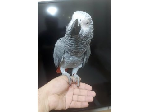 Yerli üretim kapalı bilezik jako konuşur eğitimli