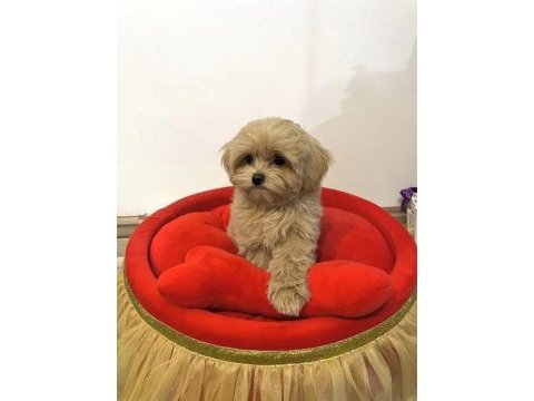 Baby face maltipoo yavrularımız