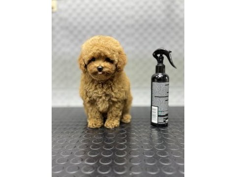 Kore erkek bebek yüzlü poodle yavrumuz
