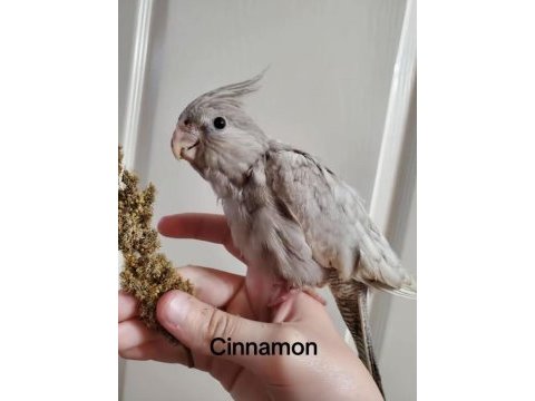 Sultan papağanlar bebek ve damızlık