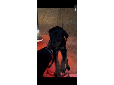 45 günlük dişi doberman yavrularımız