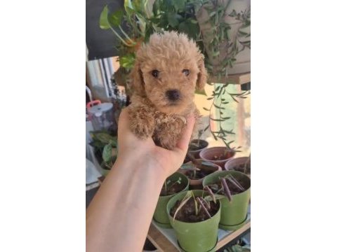 Evınızın poodle neşe kaynakları