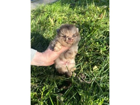 Antalya pomeranian boo köpekler