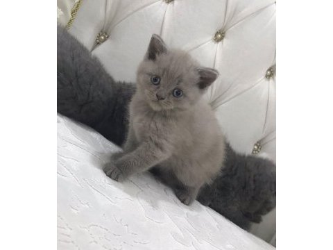 Safkan lilac açık gri dişi scottish ailesini arıyor