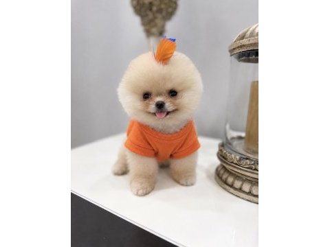 Minnak boy teacup gülen suratlı pomeranian oğlumuz