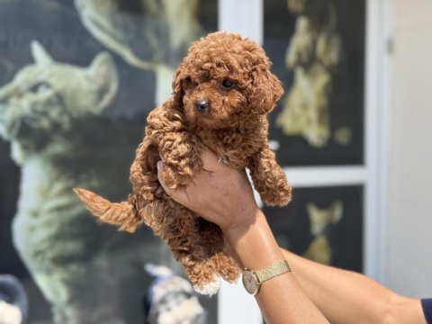 Petmode köpek çiftliğinde ziyarete açık toy poodle