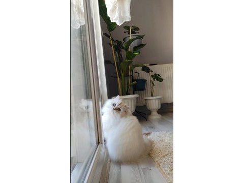 Kedimiz yeni yuvasını arıyor