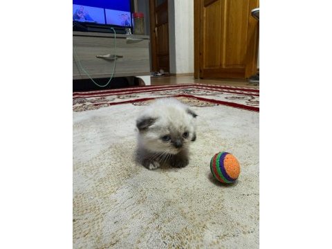 Scottish fold bulu point yavrular