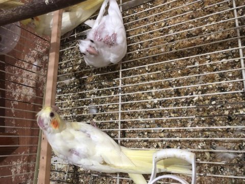 Albino sultan papağanı yavruları
