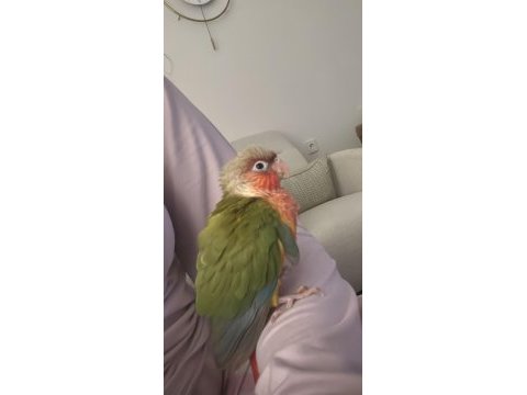 Konur papağanı 2 aylık yeni yeme düşmüş
