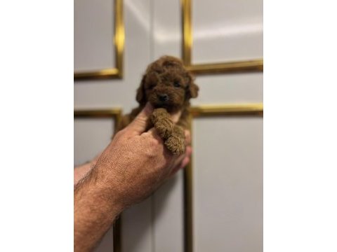 Toy poodle yavrularimiz