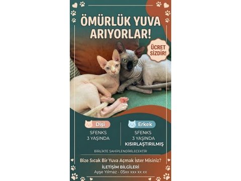 Sfenks kedilere ömürlük ücretsiz yuva arıyoruz