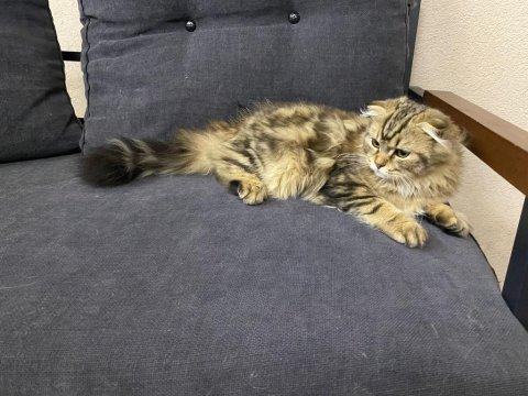 4 aylık safkan scottish fold longhair