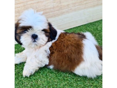 Irk garantili shih tzu yavruları