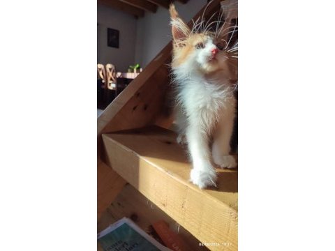 Xxl cüsse maine coon mükemmel profil dopdolu belge