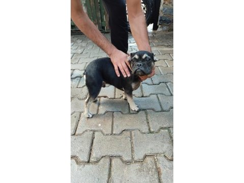 French bulldog anne ve yavrusu