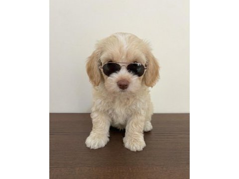 Maltipoo yavrularımız