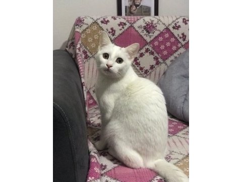 3 kız kardeş altın kızlar kediler