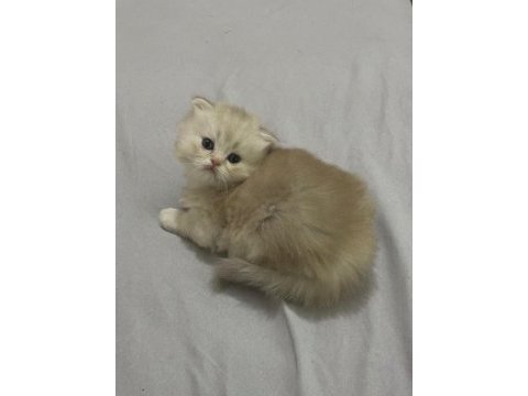 57 günlük british shorthair bebekler teslime hazır