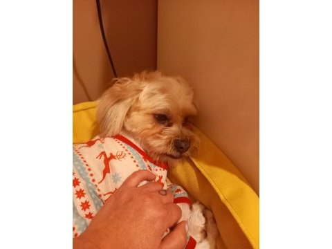 Eğitimli ev köpeği maltese terrier