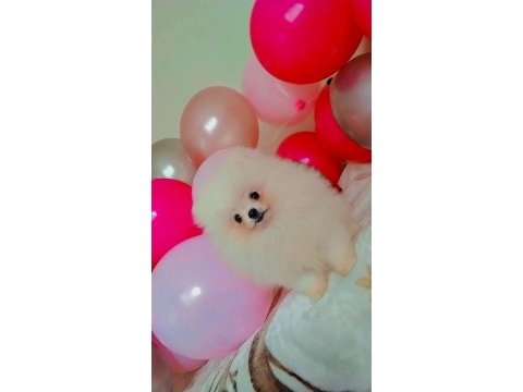 Mükemmel kalitede bir yavru pomeranian ultra mini boy